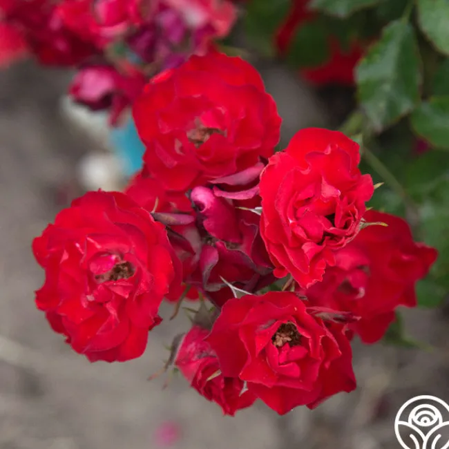 Ruby Meidiland®>Heirloom Roses Hot
