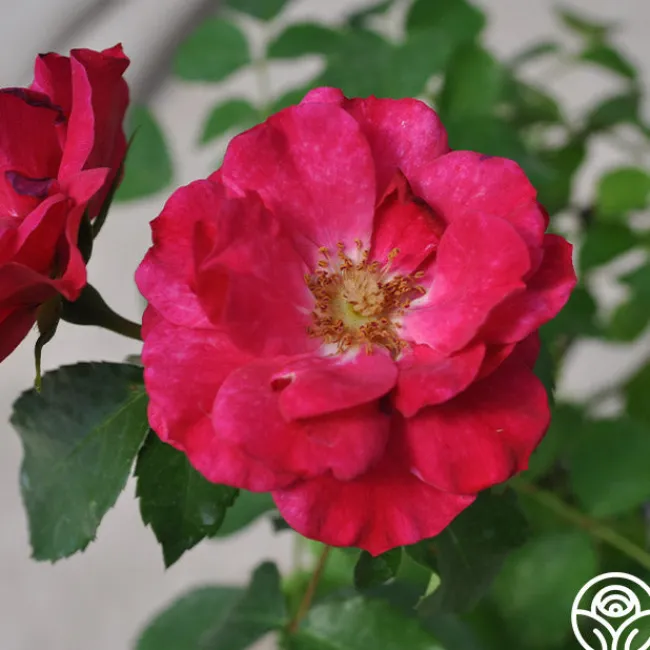 Ruby Vigorosa®>Heirloom Roses Clearance