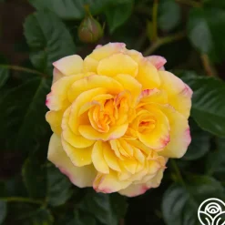 Rugelda>Heirloom Roses Clearance