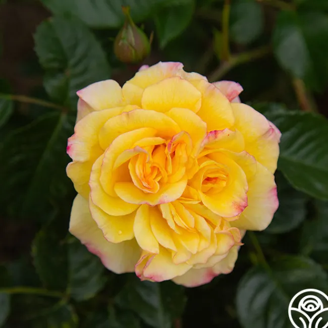 Rugelda>Heirloom Roses Clearance