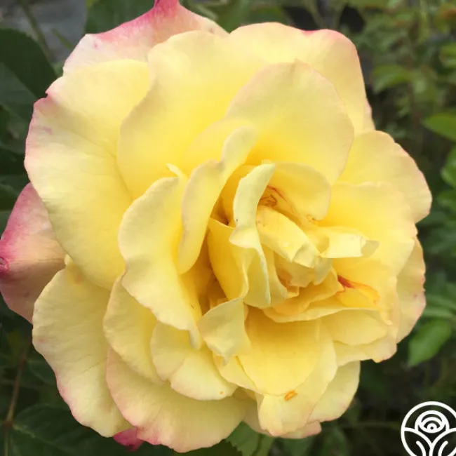 Rugelda>Heirloom Roses Clearance