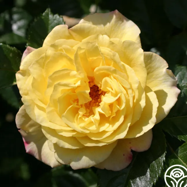 Rugelda>Heirloom Roses Clearance