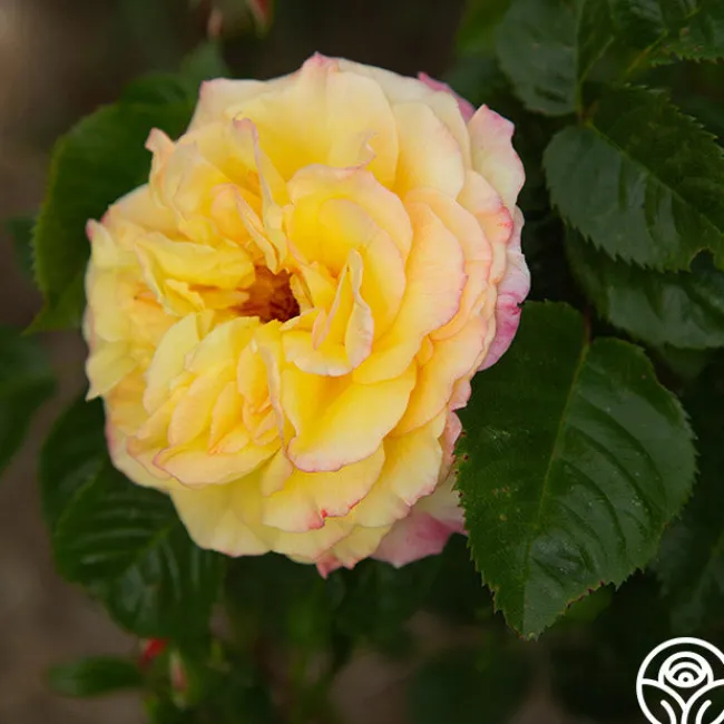 Rugelda>Heirloom Roses Clearance