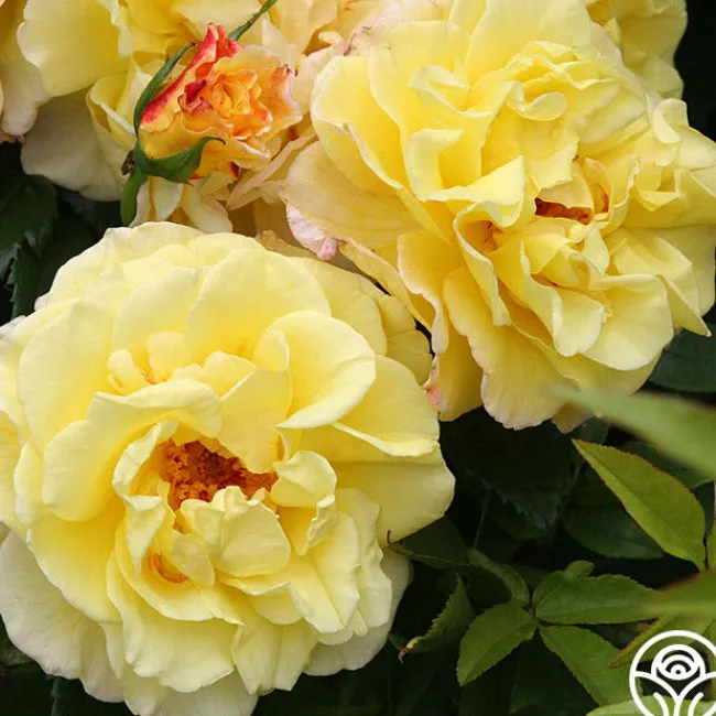 Rugelda>Heirloom Roses Clearance