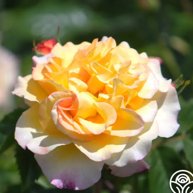 Rugelda>Heirloom Roses Clearance