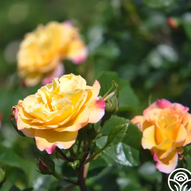 Rugelda>Heirloom Roses Clearance