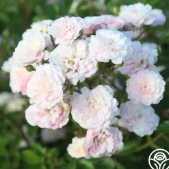Rural England>Heirloom Roses Outlet