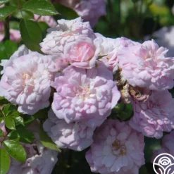 Rural England>Heirloom Roses Outlet