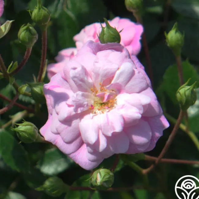 Rural England>Heirloom Roses Outlet