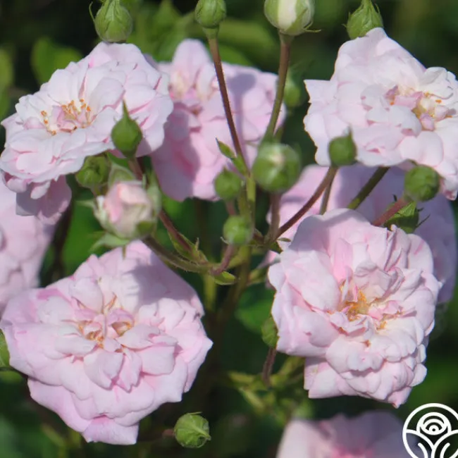 Rural England>Heirloom Roses Outlet