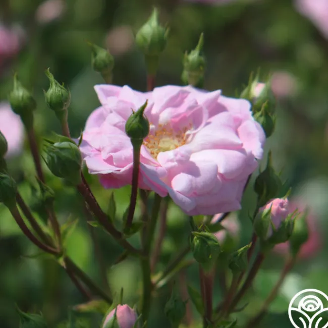 Rural England>Heirloom Roses Outlet