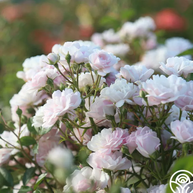 Rural England>Heirloom Roses Outlet