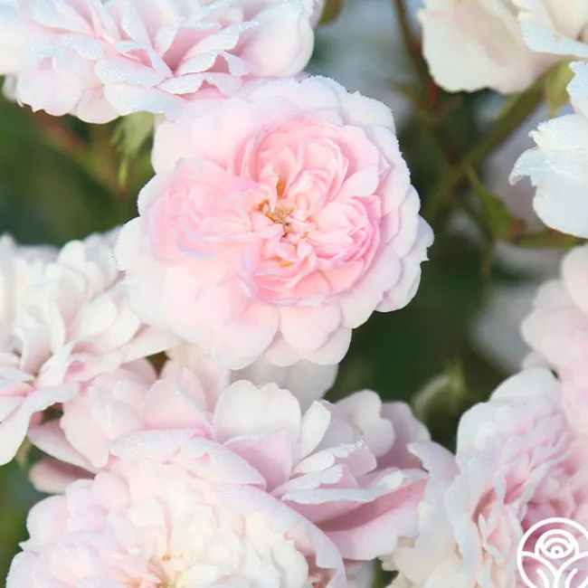 Rural England>Heirloom Roses Outlet