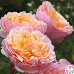 Ruth Clements™>Heirloom Roses Discount