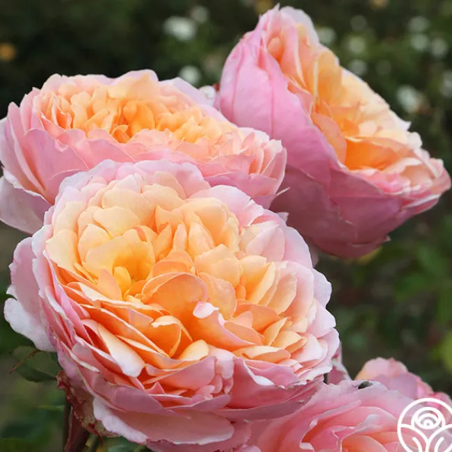 Ruth Clements™>Heirloom Roses Discount