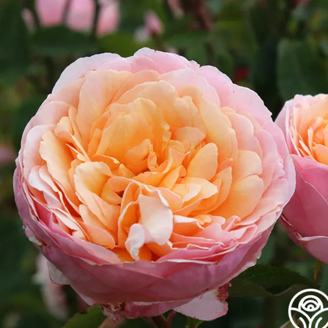 Ruth Clements™>Heirloom Roses Discount