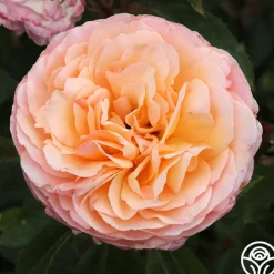 Ruth Clements™><noscript><img width=