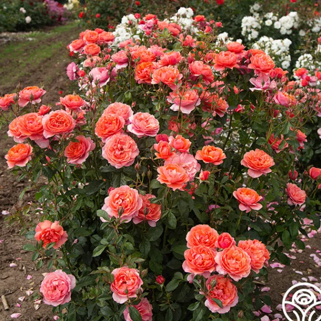 Safari™>Heirloom Roses Outlet