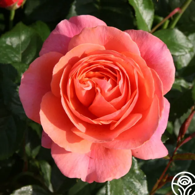 Safari™>Heirloom Roses Outlet