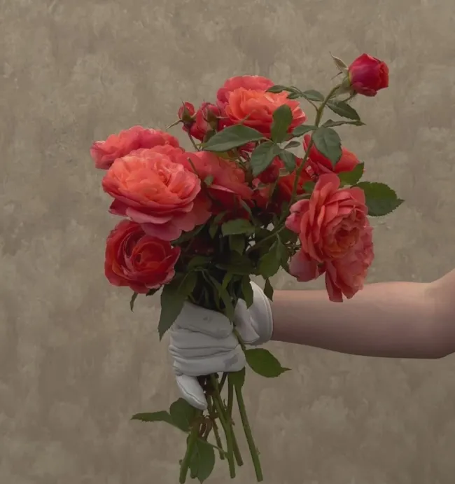 Safari™>Heirloom Roses Outlet