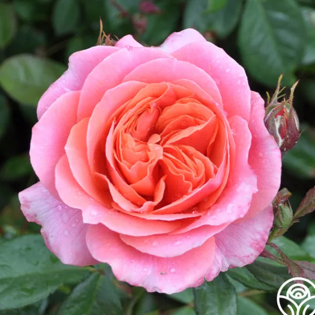 Safari™>Heirloom Roses Outlet