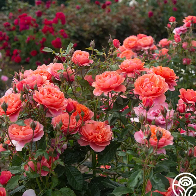 Safari™>Heirloom Roses Outlet