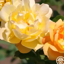Saffron Summer™>Heirloom Roses Hot