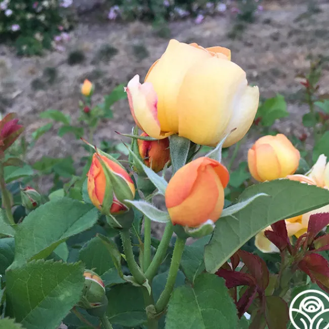 Saffron Summer™>Heirloom Roses Hot