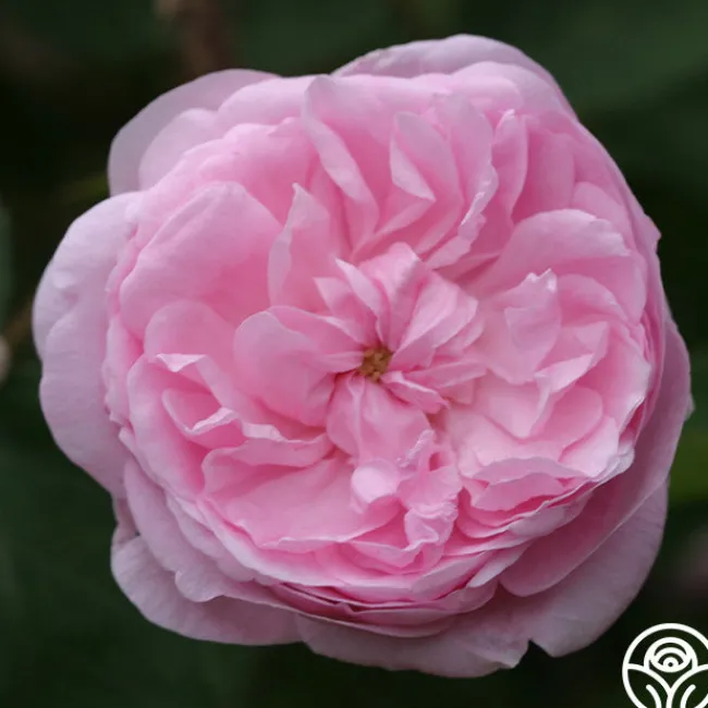 Salet>Heirloom Roses Sale