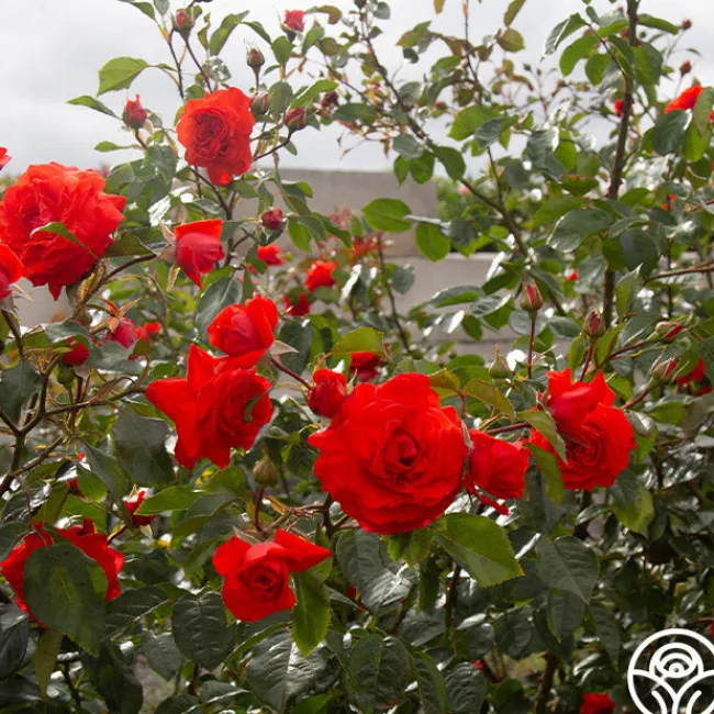 Salita™>Heirloom Roses Clearance