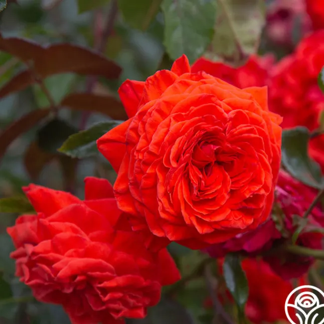 Salita™>Heirloom Roses Clearance