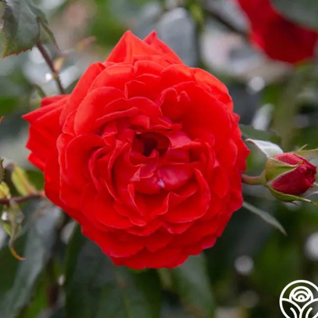 Salita™>Heirloom Roses Clearance