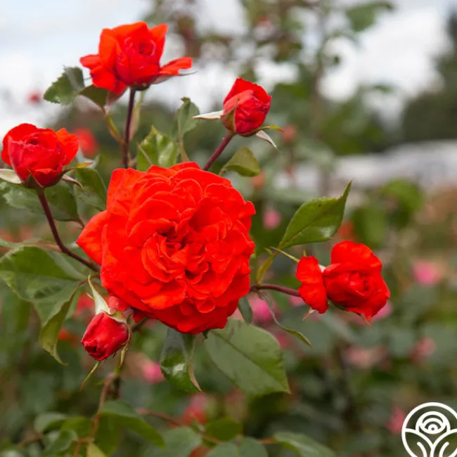 Salita™>Heirloom Roses Clearance
