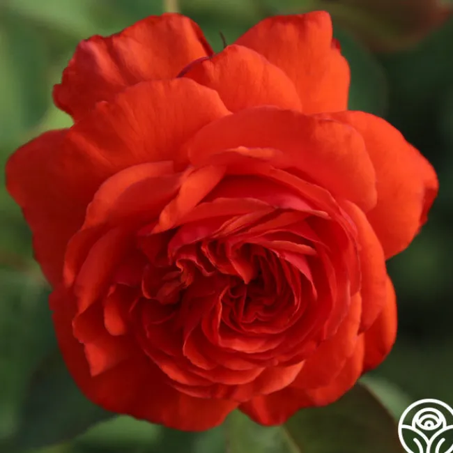 Salita™>Heirloom Roses Clearance