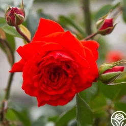 Salita™><noscript><img width=