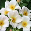 Sally Holmes>Heirloom Roses Clearance