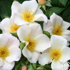 Sally Holmes>Heirloom Roses Clearance