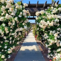 Sally Holmes>Heirloom Roses Clearance