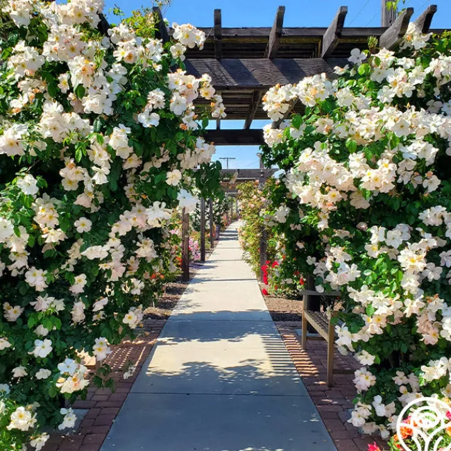 Sally Holmes>Heirloom Roses Clearance