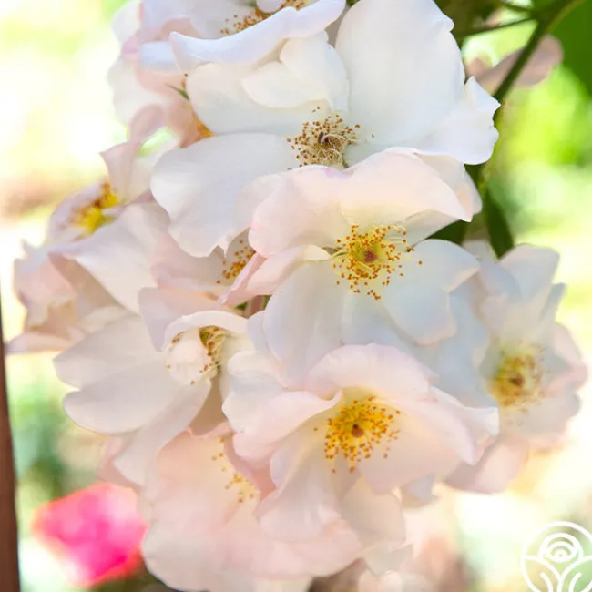 Sally Holmes>Heirloom Roses Clearance