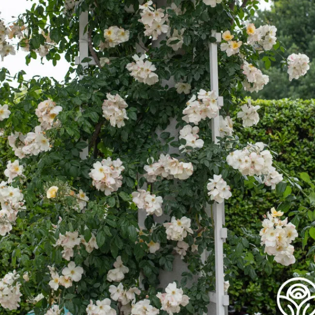 Sally Holmes>Heirloom Roses Clearance