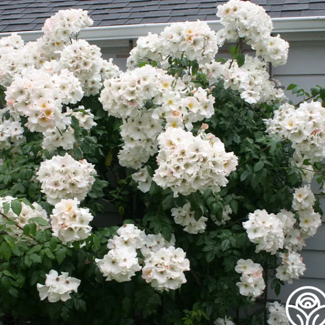Sally Holmes>Heirloom Roses Clearance