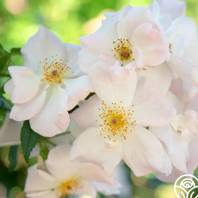 Sally Holmes>Heirloom Roses Clearance