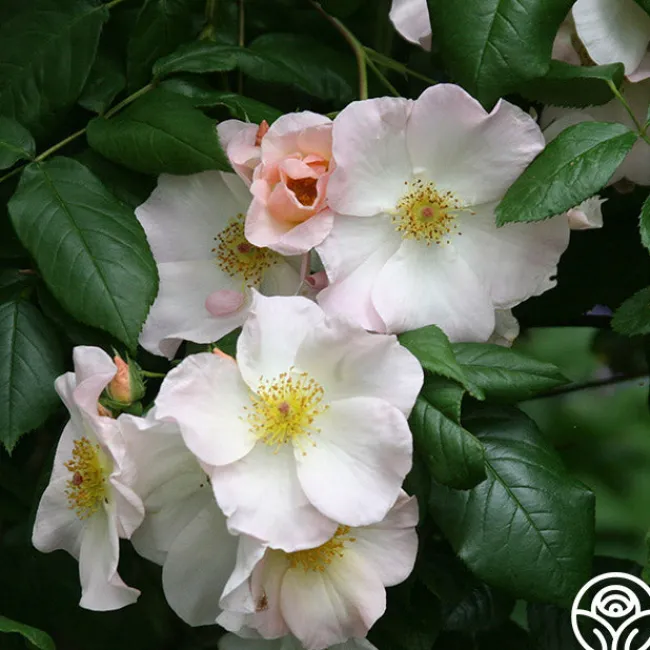 Sally Holmes>Heirloom Roses Clearance