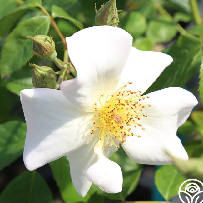 Sally Holmes>Heirloom Roses Clearance