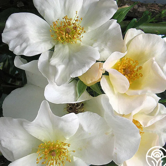 Sally Holmes>Heirloom Roses Clearance