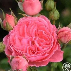 Salmon Abundance™>Heirloom Roses Online