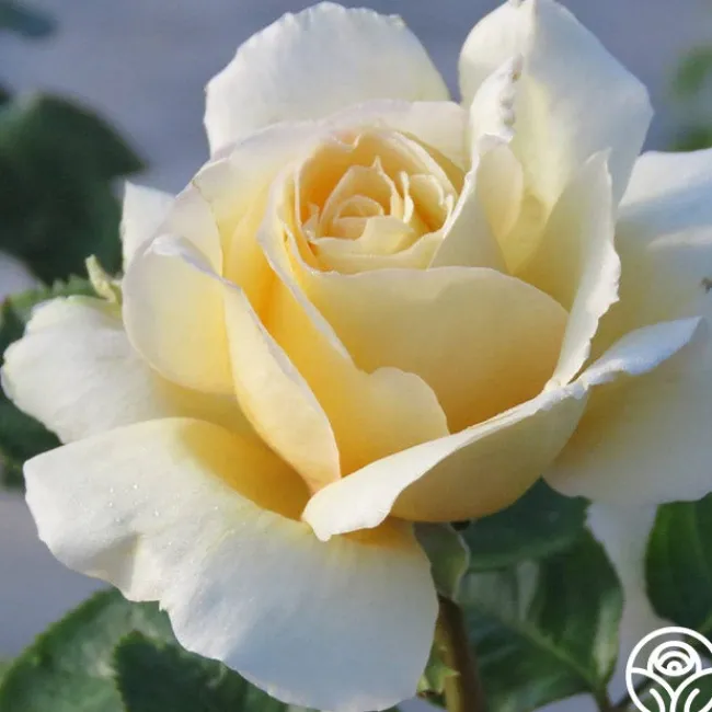 Sand Castle>Heirloom Roses Best