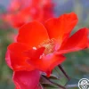 Sarabande®>Heirloom Roses New