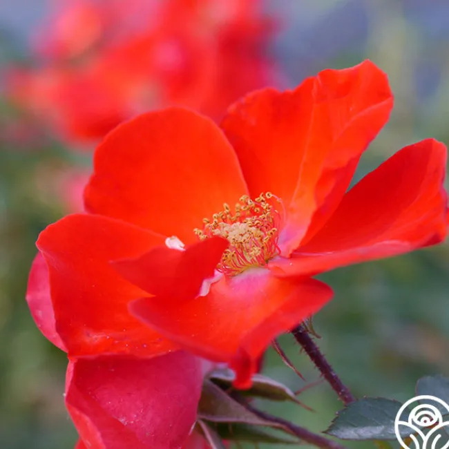 Sarabande®>Heirloom Roses New
